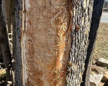 emerald-ash-borer-damage.webp