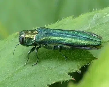 emerald-ash-borer-alive.webp