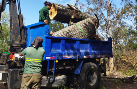 tree-trimming.png