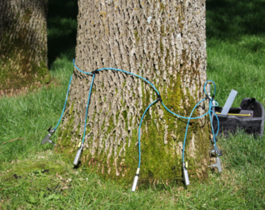 emerald-ash-borer-management.png
